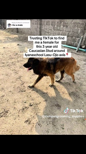 Finding a Mate for a Caucasian Shepherd Stud