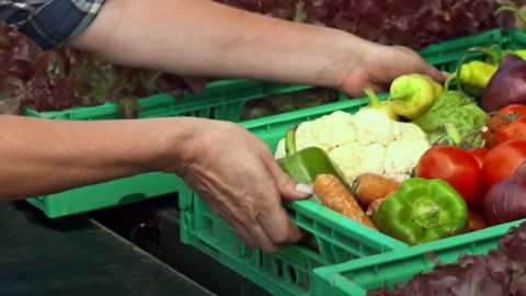 Six vegetables you can plant in the fall and winter