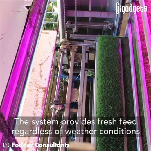 This hydroponic system brings a sustainable source of feed for livestock. | GIGadgets