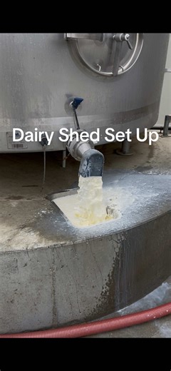 How to Set Up a Dairy Shed for Milking
