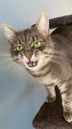 #meaw #cat #funnycatsvideos