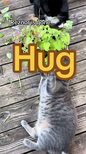 Hold Your Fur Babies Tight: Cherish Every Moment