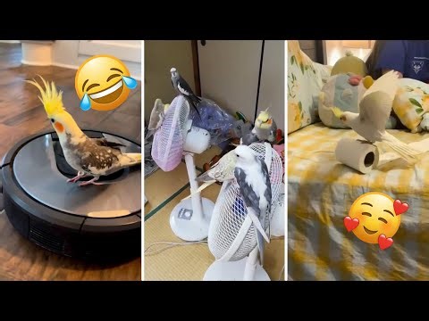 Cockatiels Being Dramatic for 10 Minutes Straight