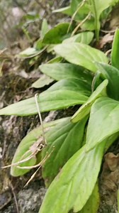 这么漂亮的岩白菜，你见过吗？#植物 #野生药材 #识百草 #山货
