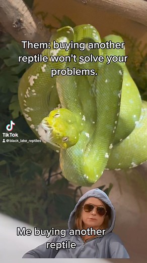 I mean it solves a problem 🤷‍♂️ #greentreepython #gtp #ballpython #ballpythons #ballpythonmorphs #royal Python #ballpythonsofinstagram #python #pythons #snake #snakes #snek #reptile #reptiles #reptilesofinstagram #reptilelover #reptilekeeper #pet #pets #daily #instagram #tiktok #reels #cute #fun #happy #ballpythonsoftiktok #boise #idaho | Black Lake Reptiles