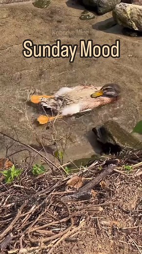 11 comments | Einfach mal planschen 閭 Remix von @fluffies.duck #nobody #mind #reels #nobodysmind #remix #duckduck #duck #ente #sonntag #sonntagsbeschäftigung #sunday #sundaymood☀️ #sundays #weekend #wochenende | Nobodys Mind | Facebook