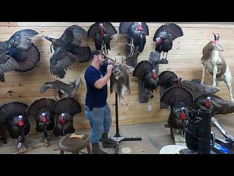 Mounting a Whitetail Deer- Taxidermy