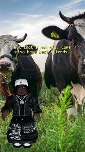 Cows are smarter than you think!🐄