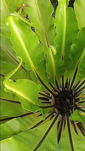 Vlog #1345 Healthy Bird's Nest Fern Plants