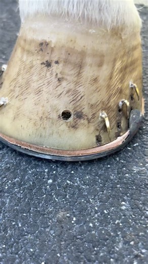 The Life of a Farrier: Insights and Tools