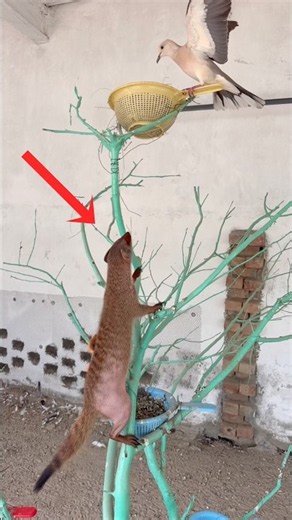 Mongoose attacks on dove #petvlogs#minizoo