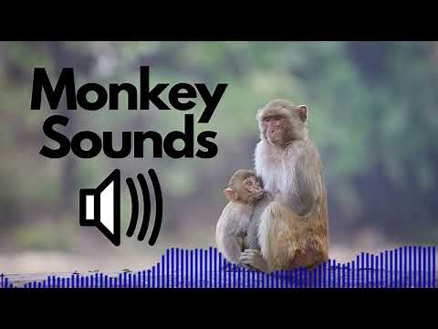 Monkey Sound Effects (Screeching / Squeaking) | No Copyright | Free