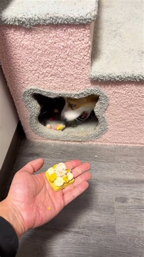 Left or right first? Compulsory course for raising a dog. All things cute plan. Cute videos of c