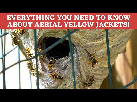 Aerial Yellow Jacket INVASION! Learn all about these nesting above ground Yellow Jackets!