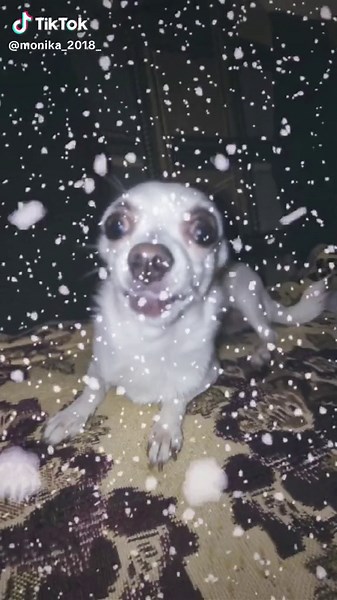 Снегопад: зимняя сказка начинается