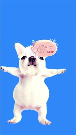 Dog taking bath by listening funk #roblox #lifeisbutadream #naruto song￼