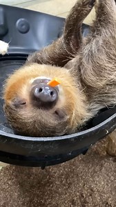 40K views · 1K reactions | That magical time between Christmas and New Year's where I channel my inner sloth—slow, steady, and surrounded by snacks 殮 : Zookeeper Jackson | John Ball Zoo | Facebook