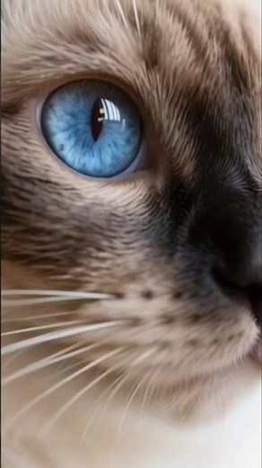 "Gatos Siameses: A Raça Mais Falante do Mundo!