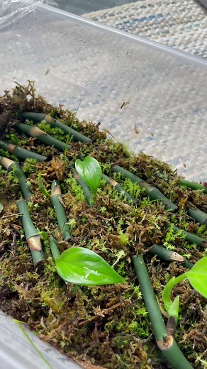 Baby Raphidaphora Decursiva Plant Care and Propagation Guide