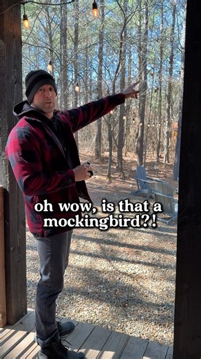 Mockingbird Attack!!!😢