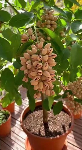 Cette astuce change tout pour faire pousser un pistachier