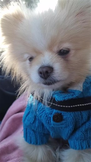 #dog #pom #cute #doggo #new