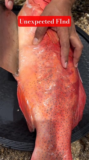 I Found THIS Inside My Fish! 😱