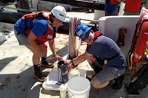 USF professor discovers new species while part of team studying impact of oil spills in the Gulf of Mexico