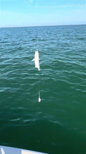 A sabiki rig to get bait for shark fishing #fishing #hammerheads