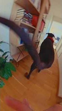 Min Hund Saboterade Min Video Mitt I Inspelningen 😂🐾