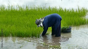 Farmers living in the local area and harvested green rice in the Thailand.