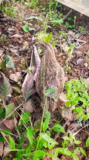 Common Quail (Scientific name: Coturnix coturnix) 🌀 #shorts #arjungelal #quail