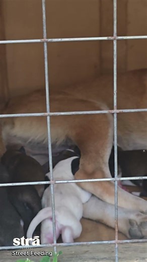 A mama stray just gave birth 🥺