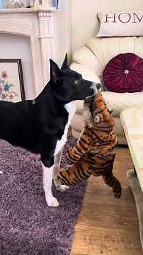 Barney watching the tiger carefully