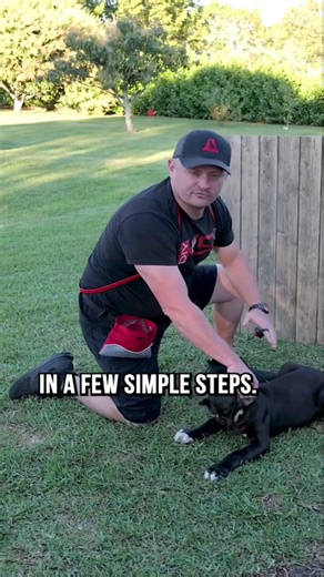 How to EASILY Teach Your Dog to Roll Over #dog #dogs #dogtricks #doglover #dogtips #dogtrainingtricks #dogtraining #fypシ゚viralシ2023 | DIYK9 Dog Training