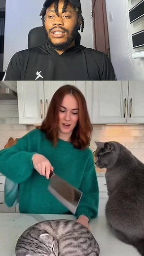 Animal cake prank lol #fblifestyle | Henry Frank