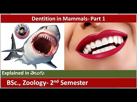 Dentition in mammals part-1 | Dental formula | Structure of Teeth | HSR Bioinfo