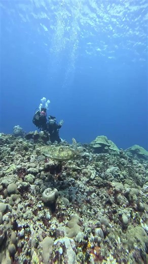 Exploring the Underwater World of West Nusa Tenggara