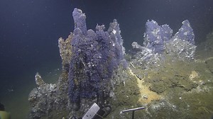 4.6K views · 195 reactions | The best of the 2017 Nautilus Expedition countdown continues! #3--Massive smoking chimneys, pyramids of fiery Riftia tube worms, and fringe carpets of purple-blue ciliates set the scene for our very first Gulf of California exploration. | Nautilus Live | Facebook