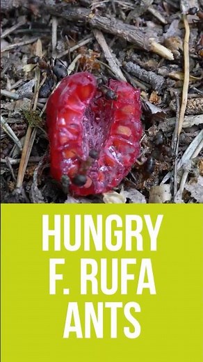 Hungry Formica rufa ants eat raspberry, banana and egg