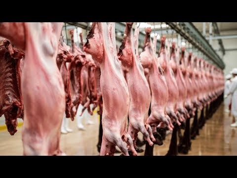 Inside a Mega Modern Goat Factory 🐐 – How Millions of Goats Are Raised, Milked, and Processed