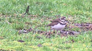 The North American Killdeer was still at Sandwick this afternoon and giving lovely views. More on our series of award-winning wildlife and photography holidays / day tours at http://www.shetlandwildlife.co.uk/ | Shetland Wildlife