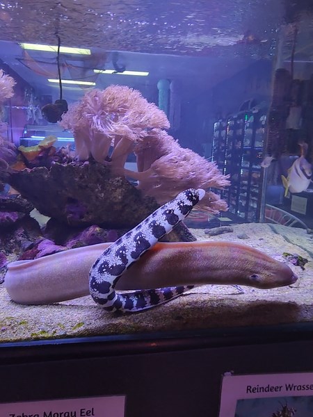 Eels Swimming in the Aquarium: A Fascinating View