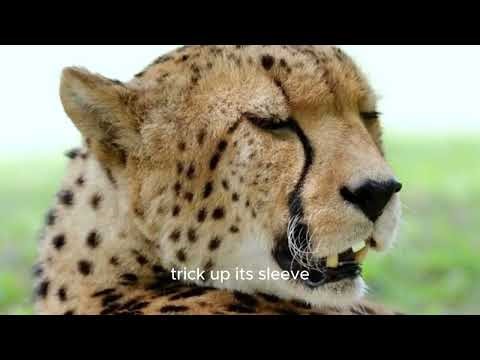 Cheetahs vs Leopards Masters of Speed and Stealth