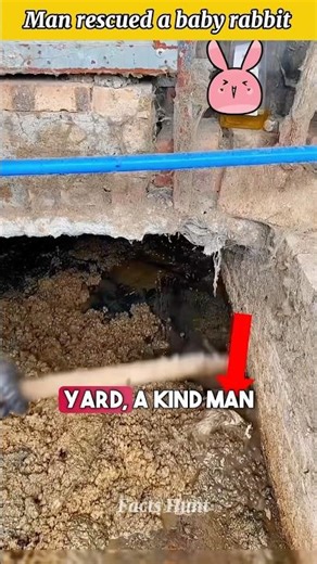 The Little Bunny Who Found a Family 😲