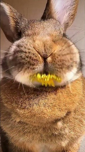 Relaxing Bunny Eating Sounds 🐇 Cute Rabbit ASMR