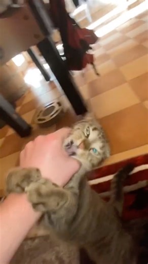 8.2K views · 161 reactions | POV: Don't challenge the cat's patience | Middle Finger | Facebook