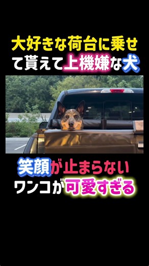 The dog is in high spirits because he got to ride in his favorite truck bed. He can’t stop smiling.
