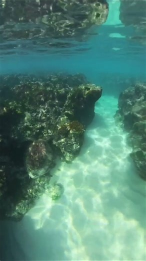 Snorkeling with a Hawksbill Sea Turtle, Tinian CNMI
