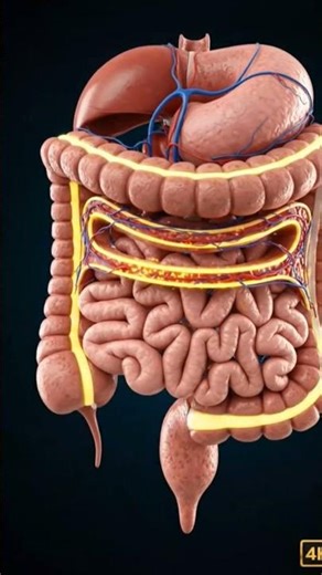 The Organ That Connects It All! Mesentery Explained Simply